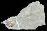 Ammonite (Promicroceras) Fossil - Lyme Regis #102883-1
